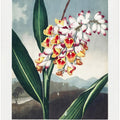 The Nodding Renealmia from The Temple of Flora (1807)