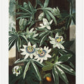 The Passiflora Cerulea from The Temple of Flora (1807)
