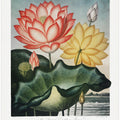 The Sacred Egyptian Bean from The Temple of Flora (1807)