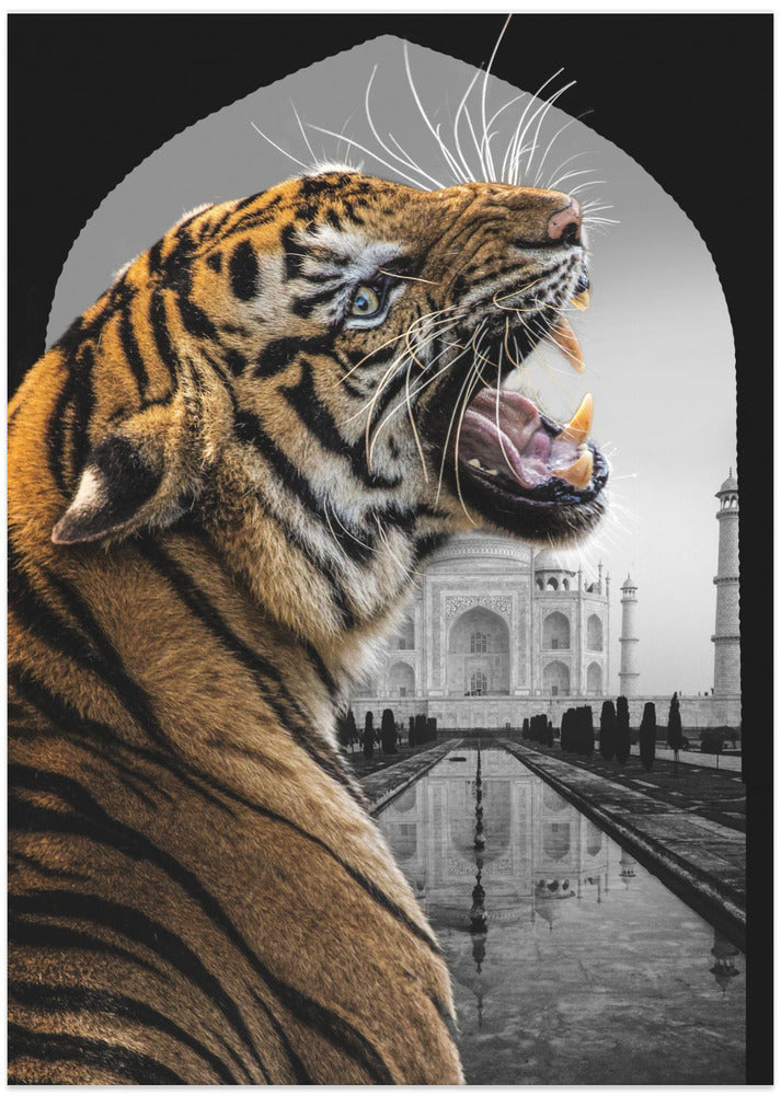 Bengali Stare