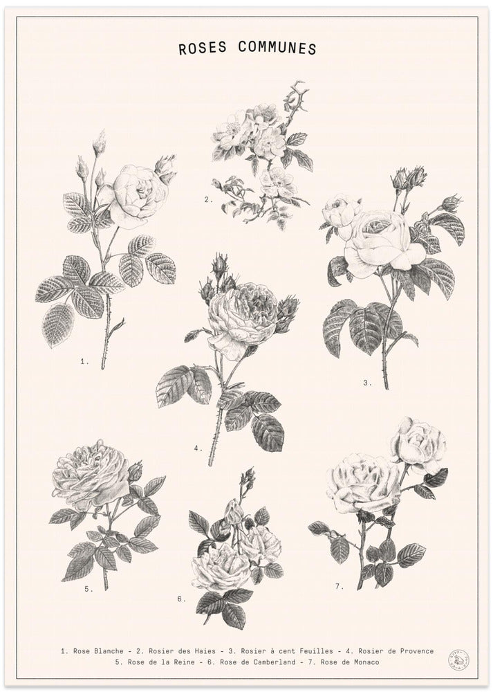 Roses