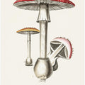 Amanita Muscaria Illustration. Medical Botany 1836