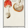 Fly Agaric, Amanita Muscaria