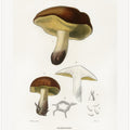 Mushroom (boletus Circinans)