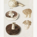 Common Meadow Mushroom, Agaricus Campestris Standing