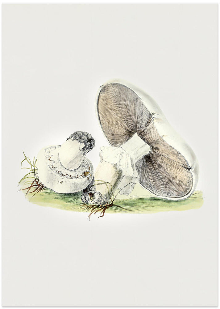 Hand Drawn Horse Mushroom Standing