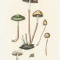 Agaricus Semiglobatus