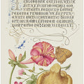 Mira Calligraphiae Monumenta