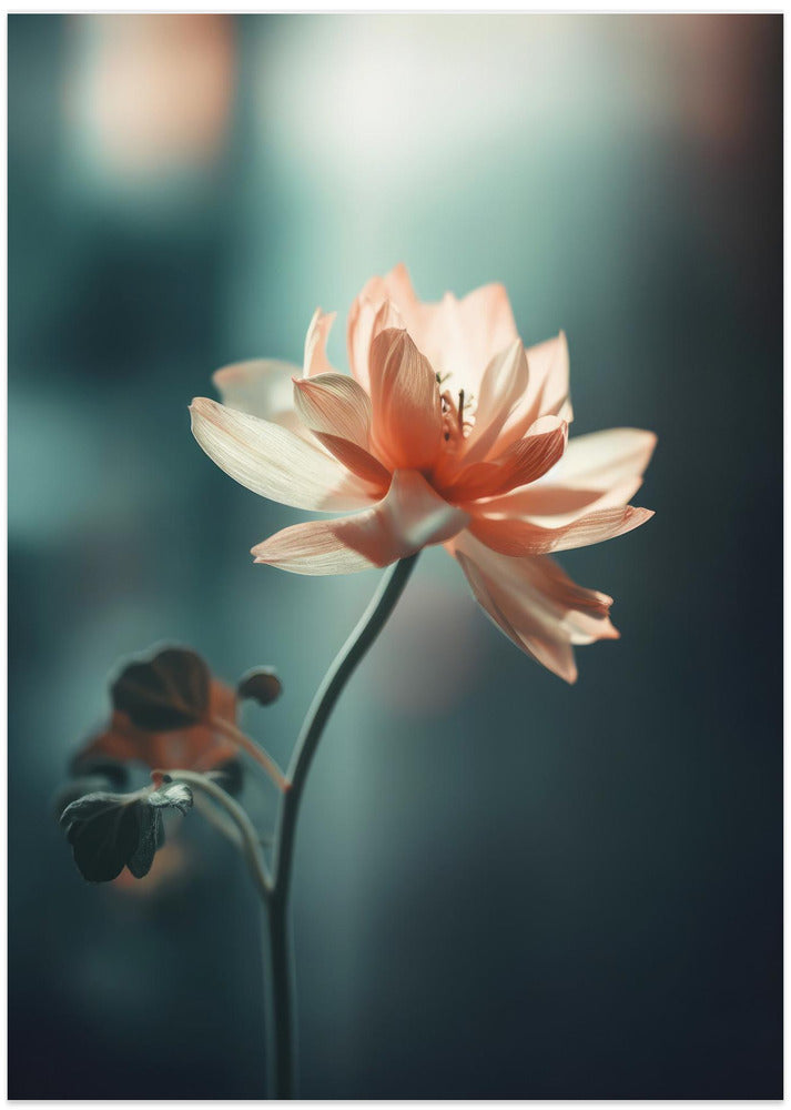 Petal Serenity