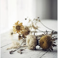 Faded Petals