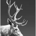 Reindeer