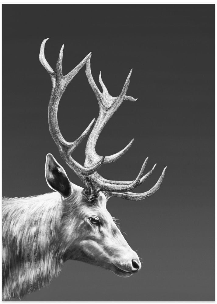 Reindeer