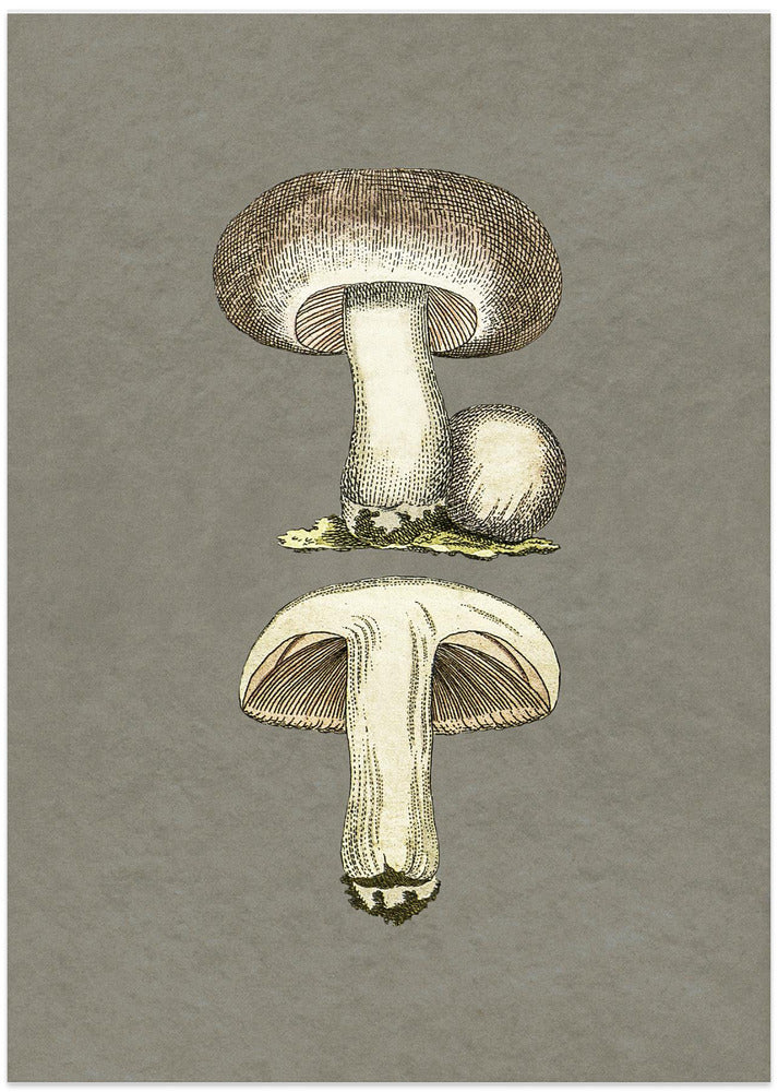 Field Mushroom