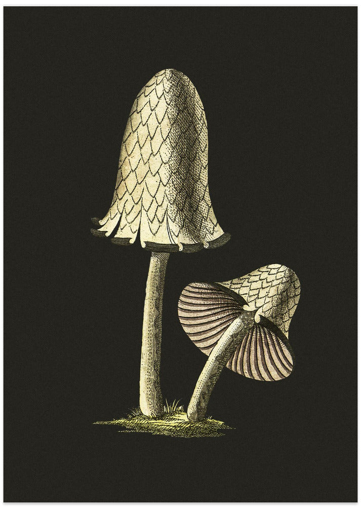 Vintage Inky Cap Edible Mushroom Black Background