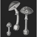 Amanita Muscaria  Black Backgound BW