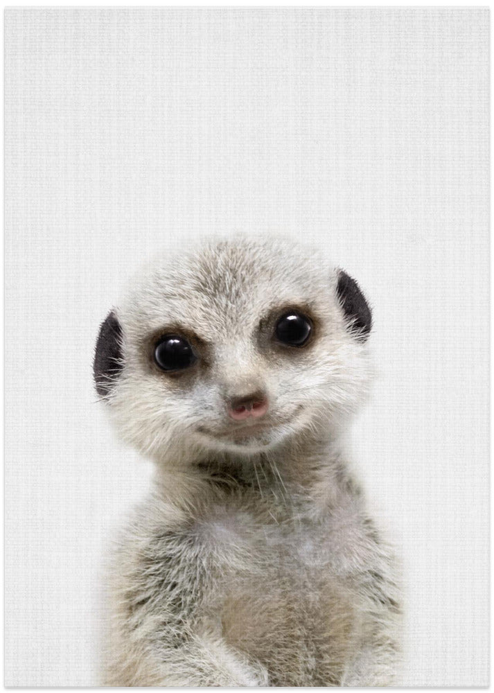 Peekaboo Baby Meerkat