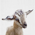 Peekaboo Baby Goat