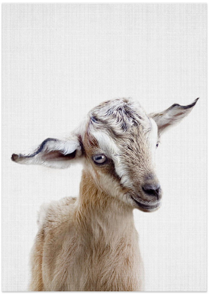 Peekaboo Baby Goat