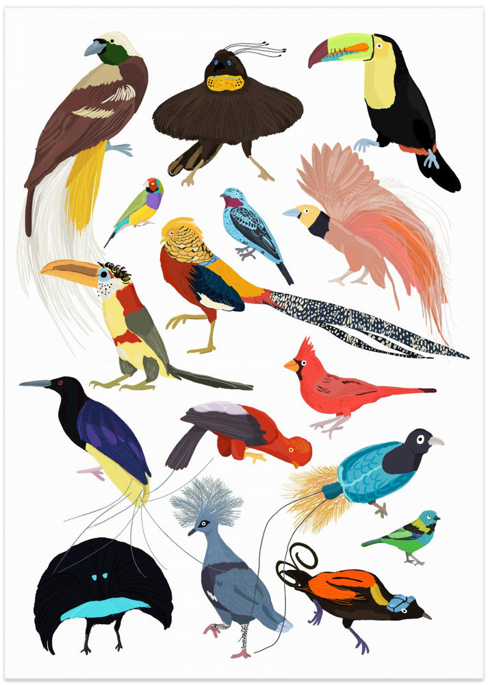 Birds of Paradise