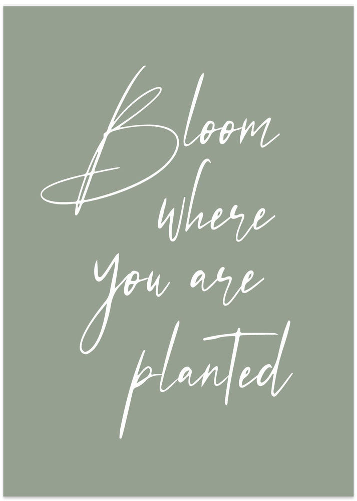 Bloom