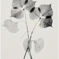 Ethereal Leaves