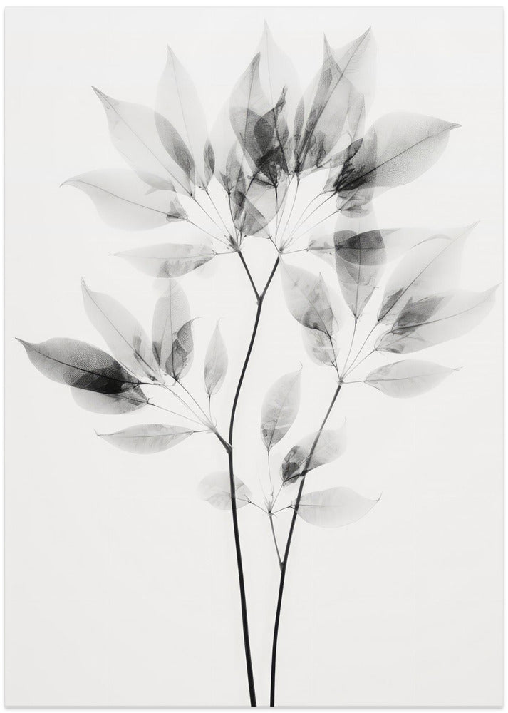 Transparent Leaves