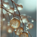 Dewy Elegance