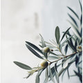 Olive Serenity