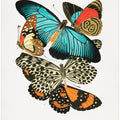 Butterflies 1