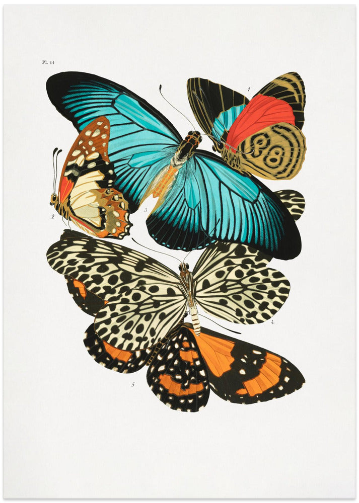 Butterflies 1