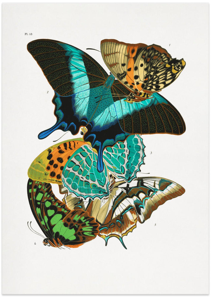 Butterflies 5