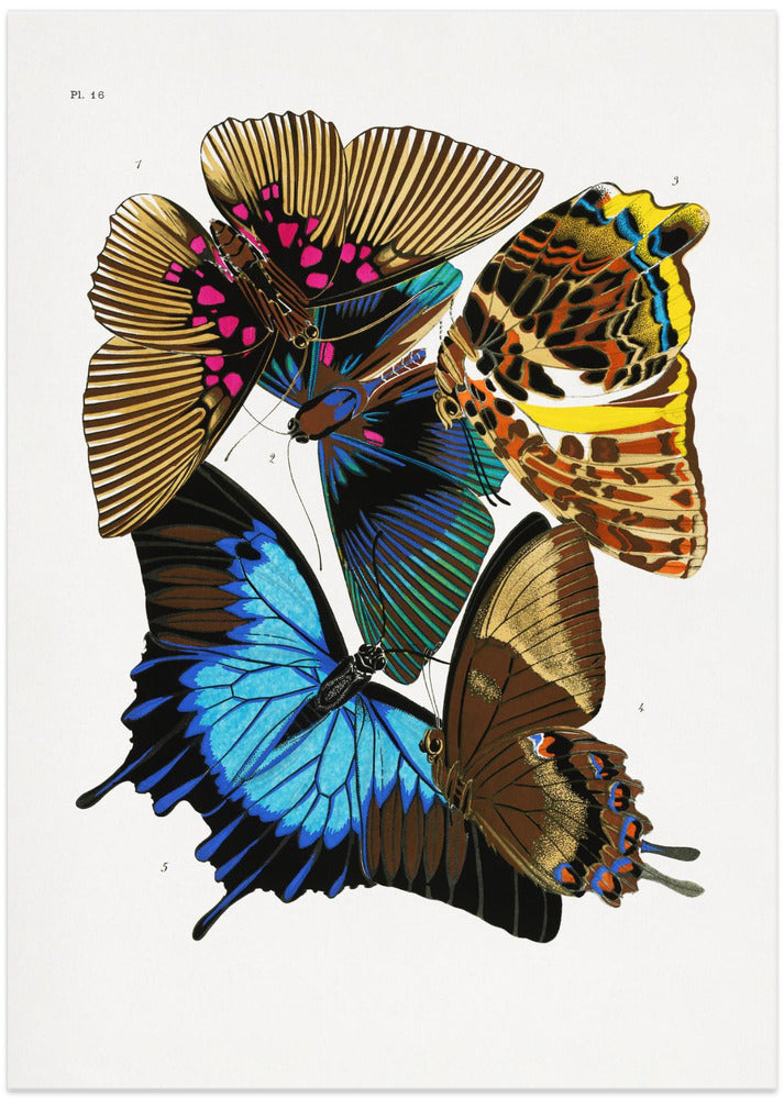 Butterflies 4