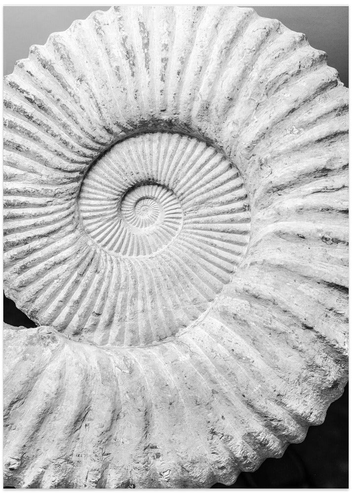 Ancient Spiral Dreams
