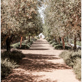 A Serene Tree Lined Path with Sunlight