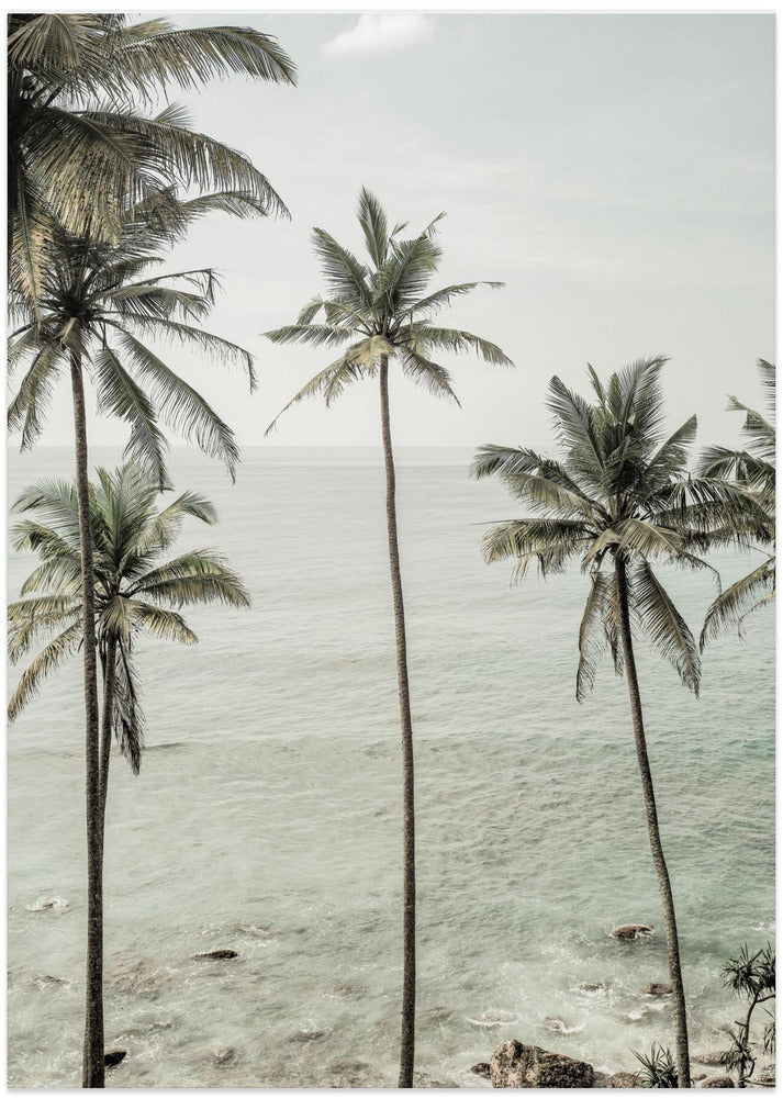 Tropical Dreams