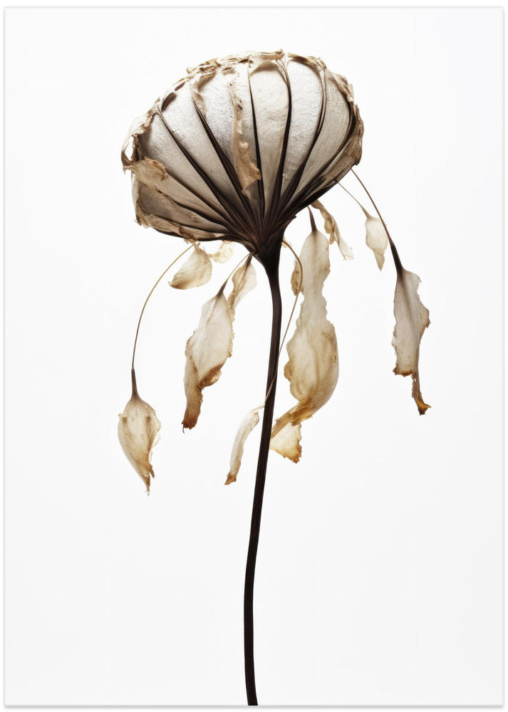 Withered Elegance