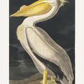 American White Pelican From Birds of America (1827)