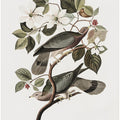 Brand Tailed Pigeon From Birds Of America (1827)
