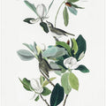 Warbling Flycatcher From Birds of America (1827)