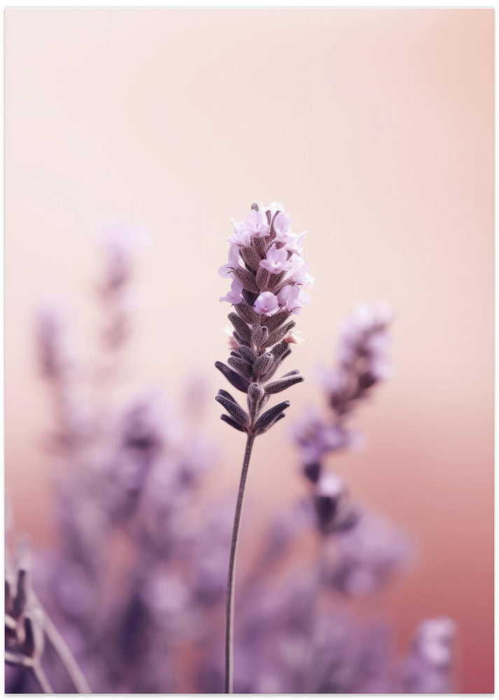 Lavender Serenity