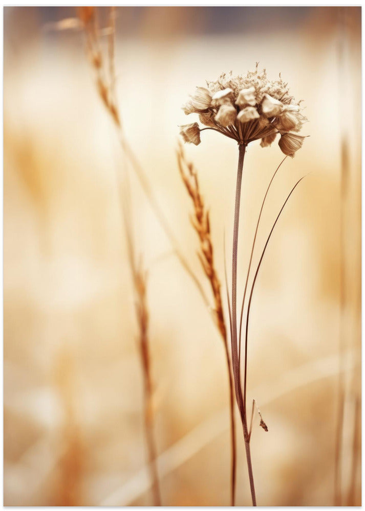 Whispering Fields