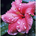 Petals in the Rain