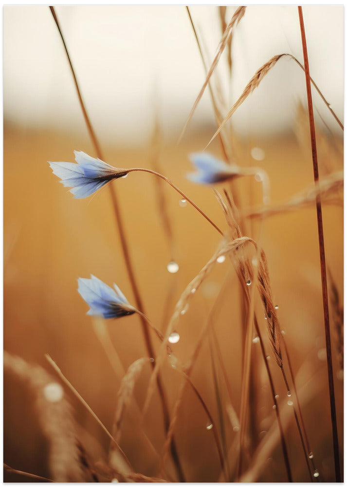 Blue Blooms at Dawn