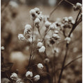 Whispering Blooms