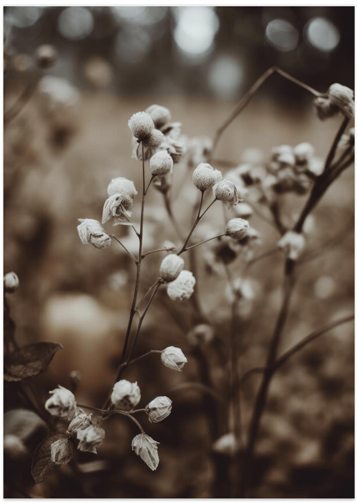 Whispering Blooms