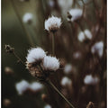 Whispers of Nature