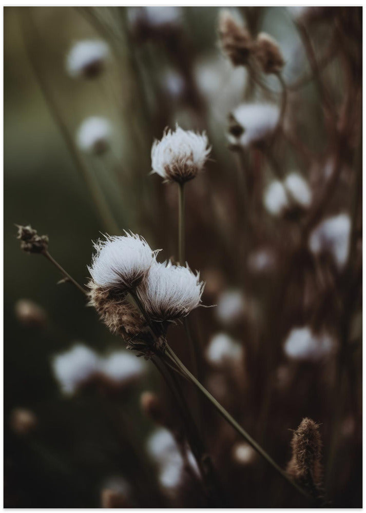 Whispers of Nature