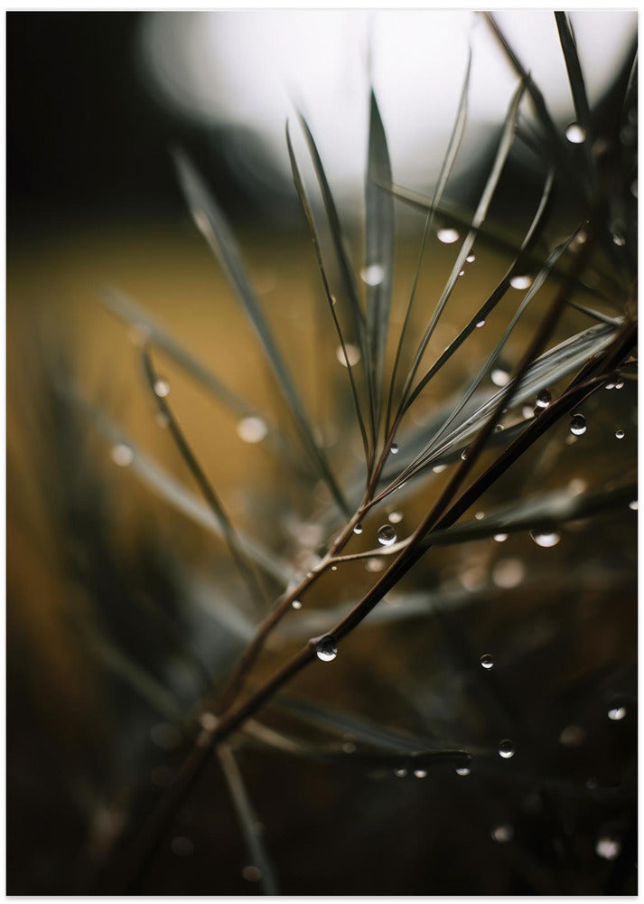 Dewy Serenity