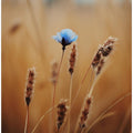 Whisper of Blue