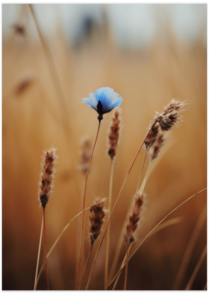 Whisper of Blue